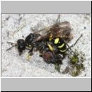 Crabro peltarius - Grabwespe w17a 9mm beim wiederholten Laehmungsstich einer Fliege am Nest - Sandgrube Niedringhaussee.jpg